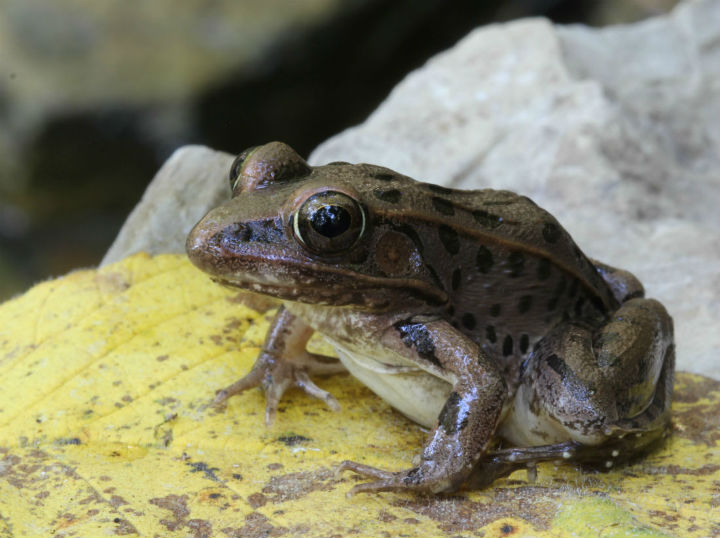 Leopard Frog